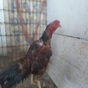 Meet your Posher, Marcos